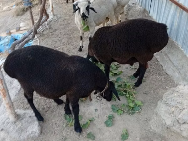ஆண் ஆடு, ஆடுகள்