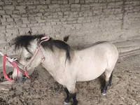 Koń, Konie — zdjęcie 4