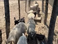 Brebis, Merino sheep — photo 1