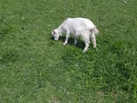 Ziegenbock, Ziegen — Foto 5