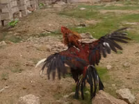 Chickens — 写真 4