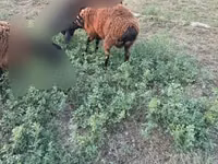 公羊, Sheep — 照片 4