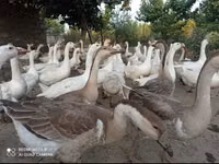 Geese — foto 2