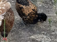 Chickens — zdjęcie 6