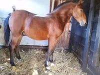 At, Nonius horse — foto 6