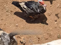 Ducks — foto 3