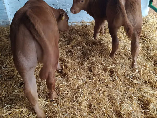 Bovins (lot, sexe non indiqué), Vache limousine