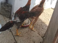 Chickens — 6-rasm