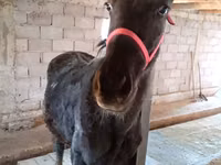 母马, Horses — 照片 3