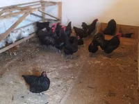 Australorp — foto 1