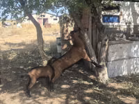 Dişi keçi, Nubian Goat — foto 1