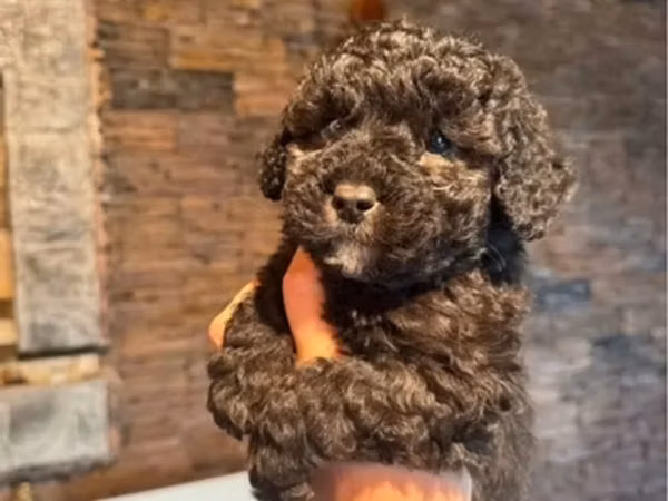 1aylıq Toy Poodle balaları – qara rəngli, sıx qıvrım tüklü Məhsulun