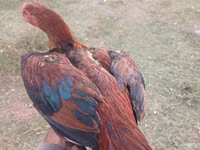 Chickens — photo 4