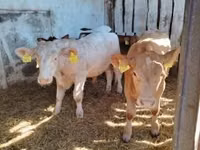 Toro, Simmental cattle — foto 2