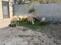 Кочкор, Койлор — сүрөт 1