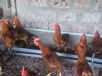 Chickens — foto 1