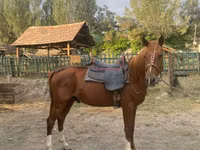 குதிரை, Karabakh horse — புகைப்படம் 1