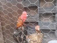Chickens — foto 3