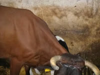 பசு, மாடுகள் — புகைப்படம் 2