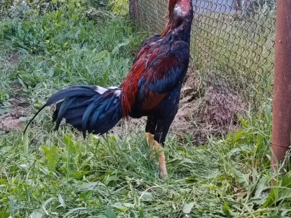 Chickens — Azerbejdżan