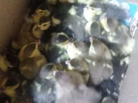 Ducks — foto 1