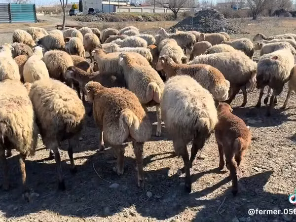 ცხვარი, ცხვრები