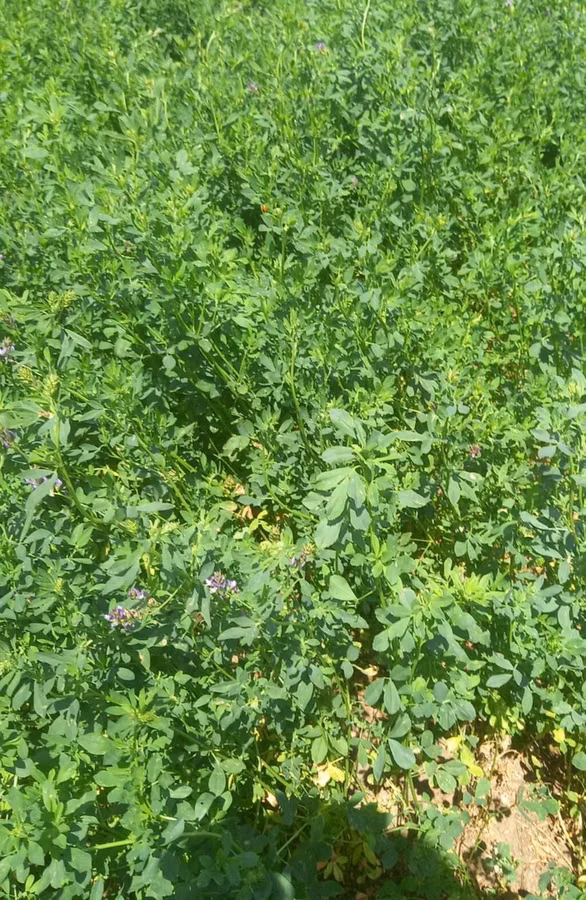 Hal hazirda Yonca (Medicago sativa) becerilib 3 hektar torpaq sahəsi