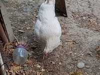 Chickens — foto 5