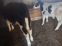 Byk, Russian Black pied cattle — zdjęcie 2
