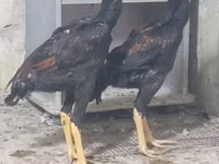 Chickens — foto 1
