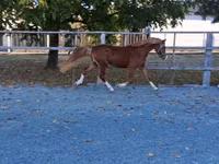 Cheval, Welsh Cob — photo 2