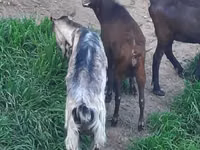 Koza, Irish goat — zdjęcie 4