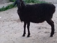 Ovejas (lote, sexo no especificado), Ovejas — foto 2