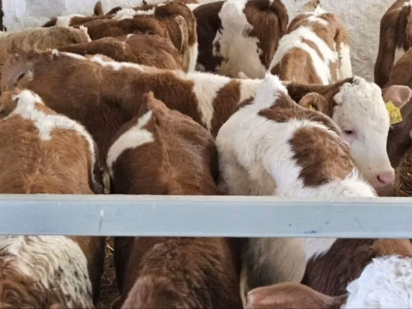 Buqa, Simmental cattle