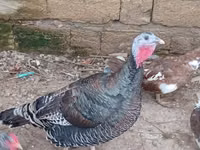 Turkeys — ფოტო 1