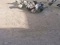Chickens — Foto 3