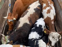 Cow, Cattle — photo 1