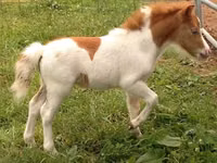 At, Miniature horse — foto 2