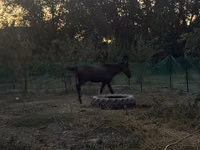 Caballo, Akhal-Teke — foto 3