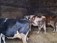 Cow, Russian Black pied cattle — photo 3