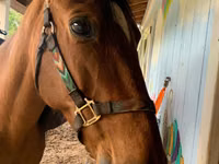 குதிரை, Tennessee Walking Horse — புகைப்படம் 1