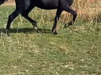 母马, Horses — 照片 1