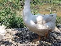 Geese — Foto 3