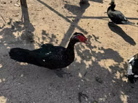 Ducks — foto 7