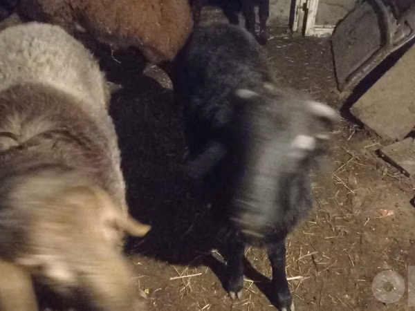 Carnero, Arashan sheep