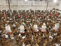 Chickens — ფოტო 2