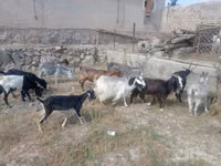 Cabra, Cabras — foto 5