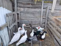 Ducks — foto 2