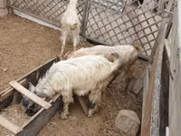Moutons (lot, sexe non indiqué), Moutons — photo 3