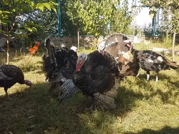 Turkeys